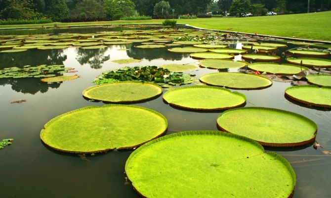 Bogor botanische tuin Bogor kebun raya
